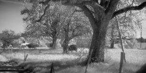 Peaceful Countryside in an infrared picture.