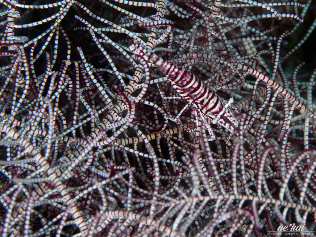 Laomenes pardus; Leopard Crinoid Shrimp; Leoparden Federstern-Garnele; red-white striped shrimp in feather star