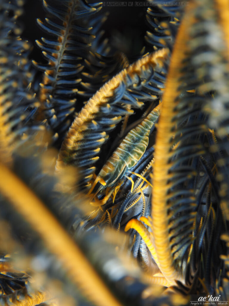 Laomenes sp, aka Crinoid Commensal Shrimp, in blue-yellow coloration sitting inside feather star