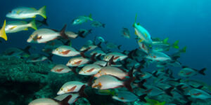 Schooling Lutjanus gibbus aka Humpback Red Snapper