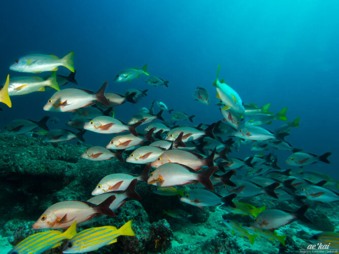 Schooling Lutjanus gibbus aka Humpback Red Snapper