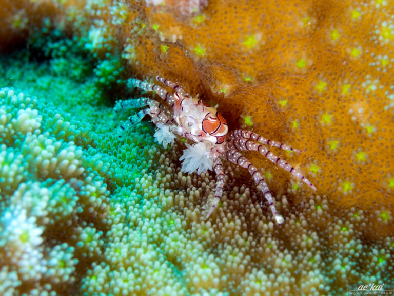 Lybia tesselata; Boxer Crab; Boxerkrabbe; amazing crab, gorgeous crab, striking colors, defence-mechanism