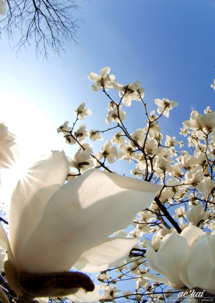 White Magnolias against blue sky on Isola Madre, Italy