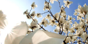 White Magnolias against blue sky on Isola Madre, Italy