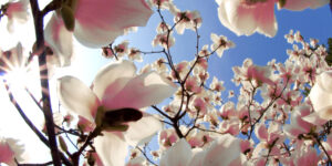 Magnolias in botanical garden on Isola Madre