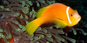 Amphiprion nigripes aka Maldives Anemonefish sitting on an anemone with green bioluminescence