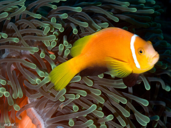 Amphiprion nigripes aka Maldives Anemonefish sitting on an anemone with green bioluminescence