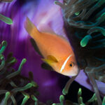 Amphiprion nigripes aka Maldives Anemonefish sitting on a purple anemone with green bioluminescence