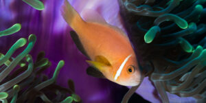 Amphiprion nigripes aka Maldives Anemonefish sitting on a purple anemone with green bioluminescence
