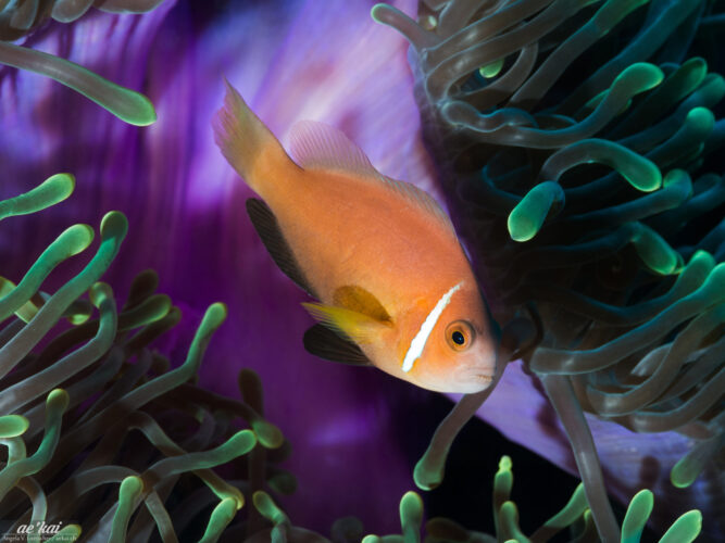 Amphiprion nigripes aka Maldives Anemonefish sitting on a purple anemone with green bioluminescence