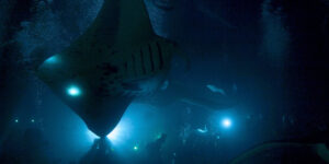 Pacific Manta (Manta birostris) Night Dive in Kailua-Kona, Hawaii