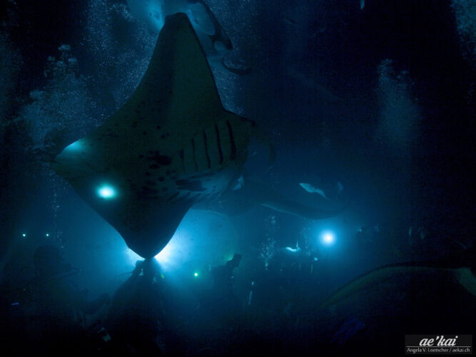 Pacific Manta (Manta birostris) Night Dive in Kailua-Kona, Hawaii