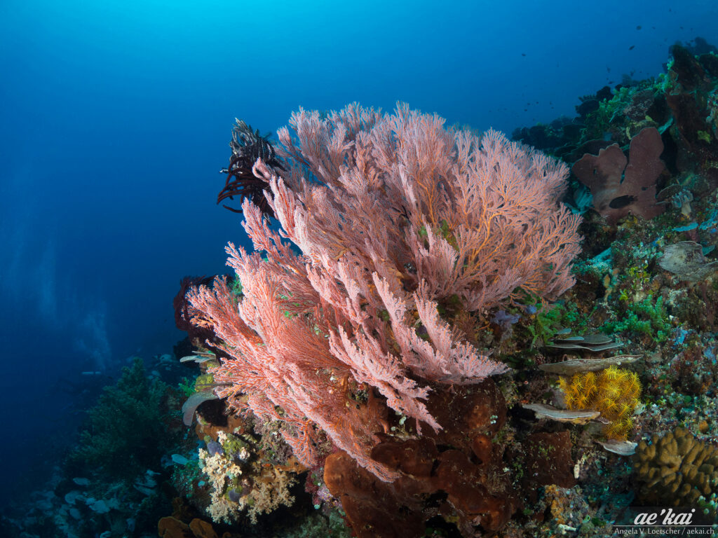 Pinkish-orange Melithaea ochracea aka Knotted Fan Coral from Sangihe, Indonesia