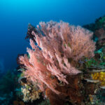 Pinkish-orange Melithaea ochracea aka Knotted Fan Coral from Sangihe, Indonesia