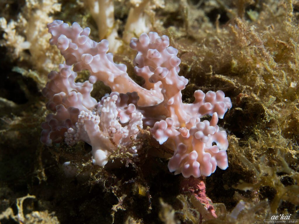 Miamira alleni; Allen's Miamira; Allens Nacktschnecke; rare nudibranch from Sulawesi (normally only in Philippines); rose-colored sea slug; mating rare nudibranch