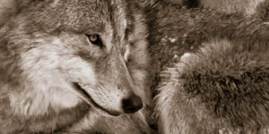 Sepia-colored picture of a Mongolian Wolf