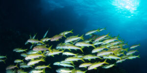 Mulloides vanicolensis aka Yellowfin Goatfish schooling