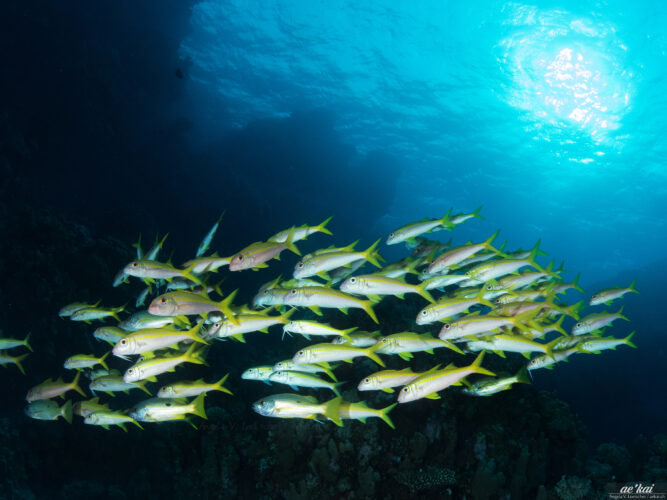 Mulloides vanicolensis aka Yellowfin Goatfish schooling