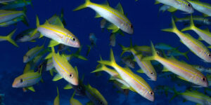 Schooling Mulloides vanicolensis aka Yellowfin Goatfish close-up