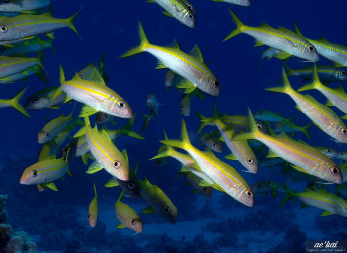 Schooling Mulloides vanicolensis aka Yellowfin Goatfish close-up