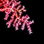 Muricella plectana; Gorgonian Coral; Flecht-Gorgonie; striking gorgonian coral; pink and white colored; gorgonian which is host to pygmy seahorses