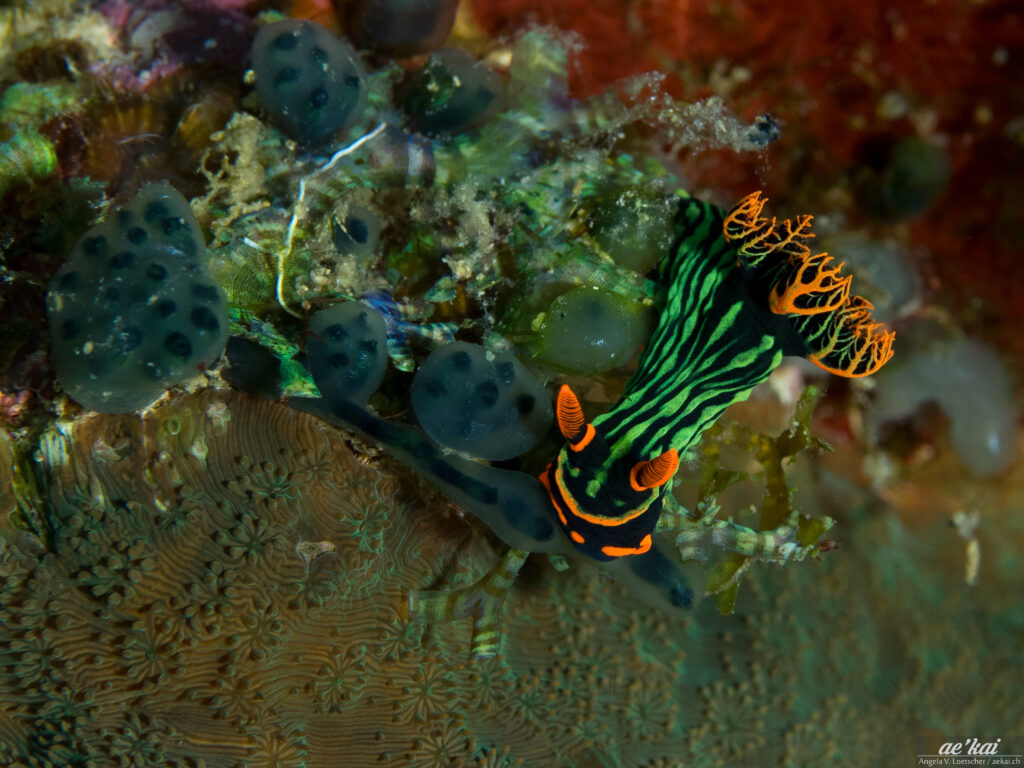 Nembrotha kubaryana; Dusky Nembrotha; Düstere Neonsternschnecke; Philippines; Bohol; marine slug; nudibranch; neon coloration; feeding