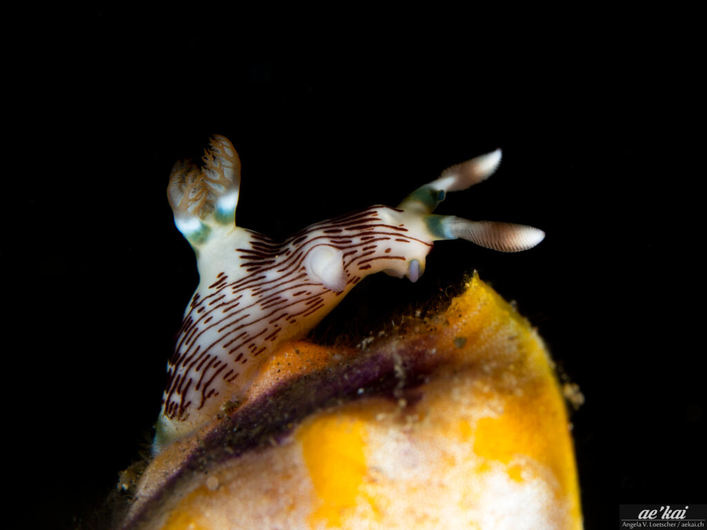 Nembrotha lineolata; Lined Nembrotha; Gestreifte-Neonsternschnecke; lined nocturnal nudibranch from Indonesia
