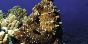 Octopus cyanea sitting on top of coral