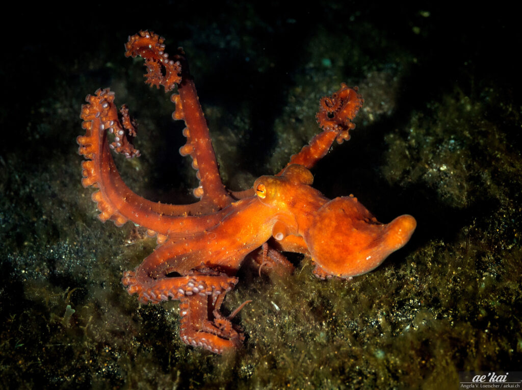 Starry Night Octopus showing some ninja moves