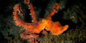 Starry Night Octopus showing some ninja moves