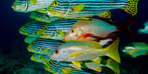 Schooling Oriental Sweetlips (Plectorhinchus vittatus) in the Maldives