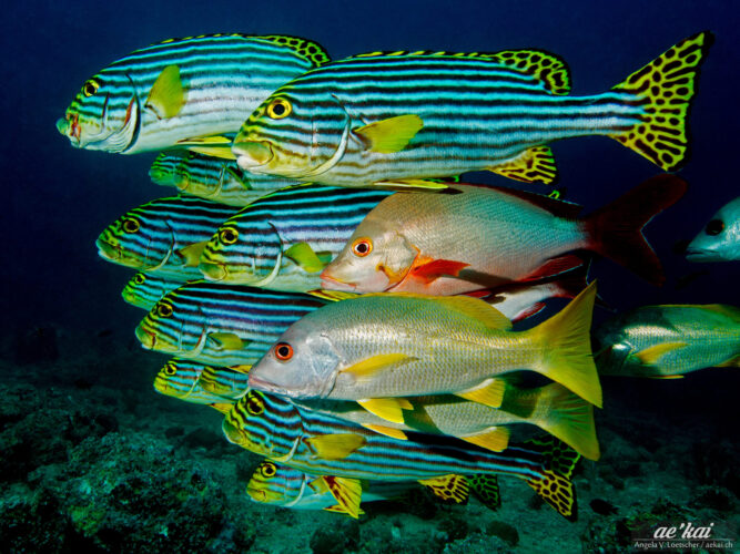 Schooling Oriental Sweetlips (Plectorhinchus vittatus) in the Maldives