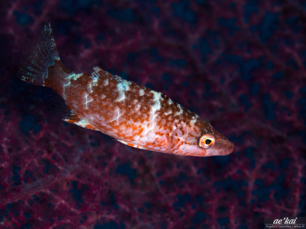 Side view of a red color variation of Oriental Maori Wrasse (Oxycheilinus orientalis) from Bohol , Philippines