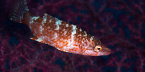 Side view of a red color variation of Oriental Maori Wrasse (Oxycheilinus orientalis) from Bohol , Philippines