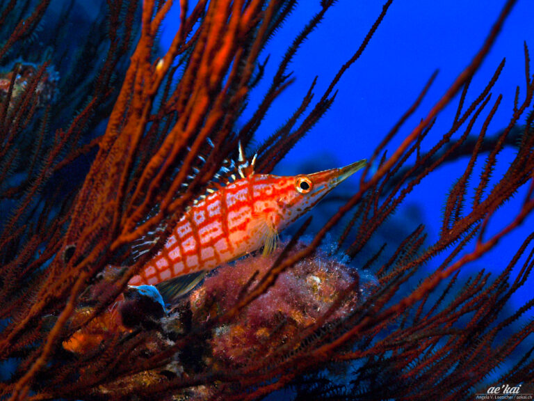 A Longnose Hawkfish (Oxycirrhites typus) sitting in red-colored black coral in Hawaii