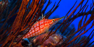 A Longnose Hawkfish (Oxycirrhites typus) sitting in red-colored black coral in Hawaii