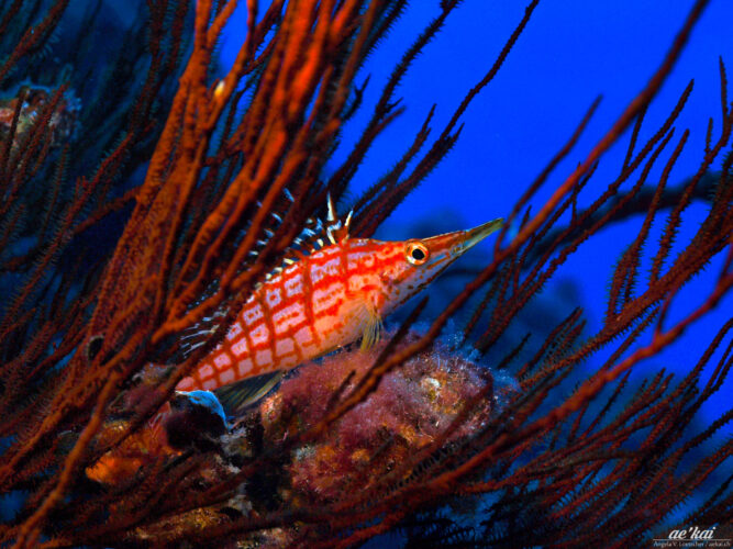 A Longnose Hawkfish (Oxycirrhites typus) sitting in red-colored black coral in Hawaii