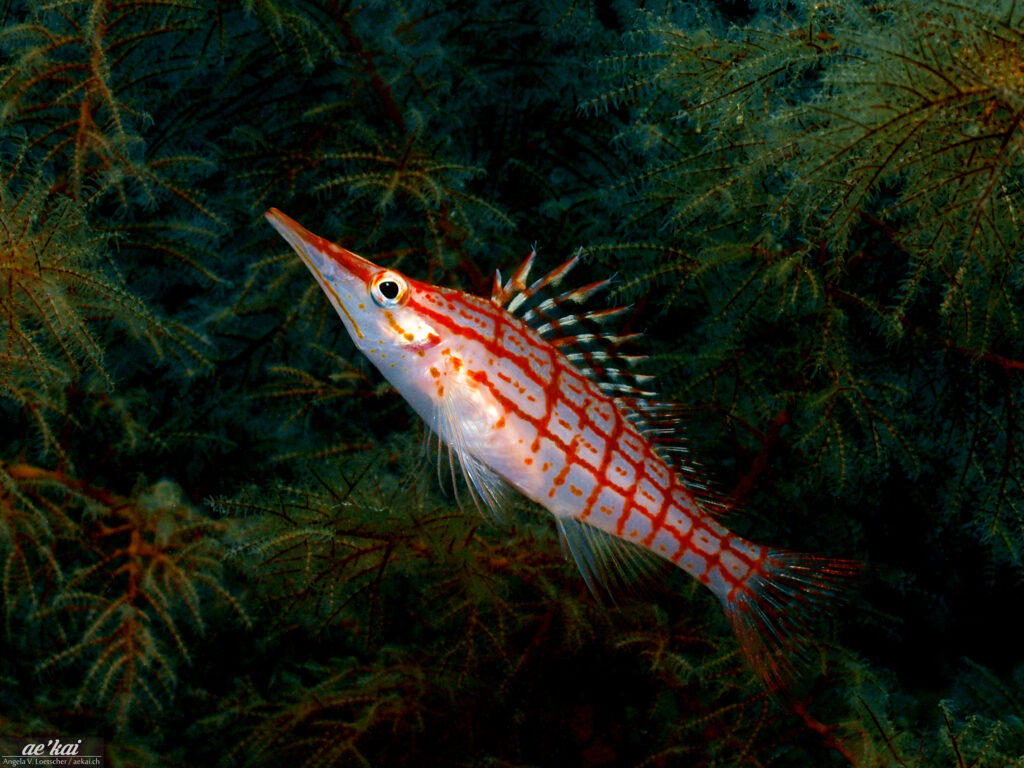 A Longnose Hawkfish (Oxycirrhites typus) sitting in green-colored black coral in the Philippines