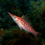 A Longnose Hawkfish (Oxycirrhites typus) sitting in green-colored black coral in the Philippines