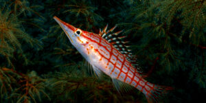 A Longnose Hawkfish (Oxycirrhites typus) sitting in green-colored black coral in the Philippines