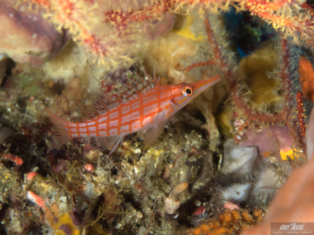 A Longnose Hawkfish (Oxycirrhites typus) from the Moluccans.