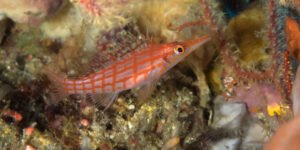 A Longnose Hawkfish (Oxycirrhites typus) from the Moluccans.