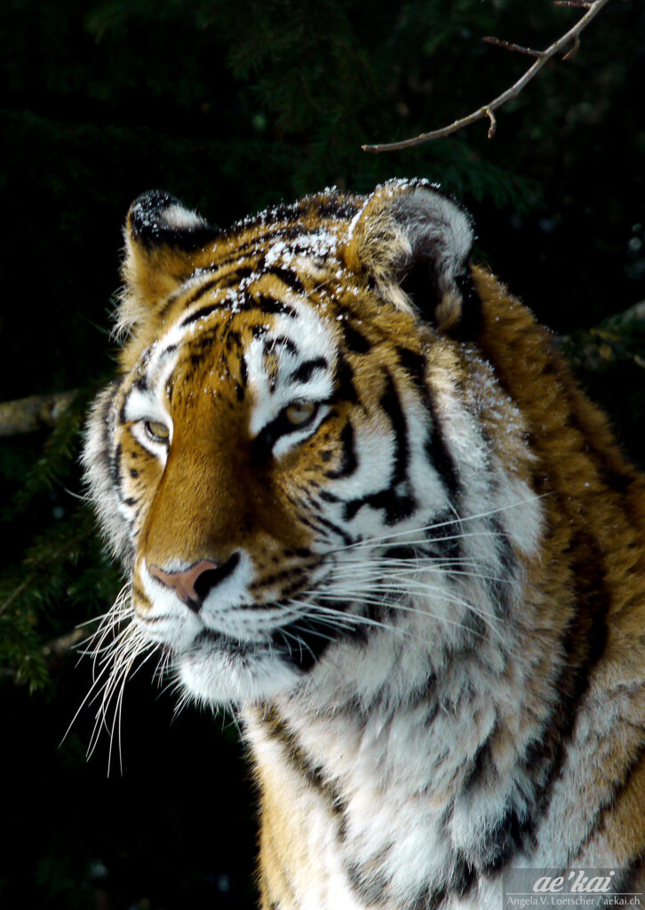 Panthera tigris altaica; Siberian Tiger; Amurtiger; portrait of tiger with snow that has fallen on its head