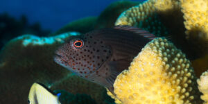 Paracirrhites forsteri aka Blackside Hawkfish aka Gestreifte-Korallenwächter sideview and close-up