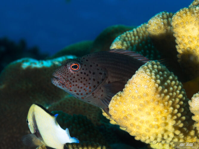 Paracirrhites forsteri aka Blackside Hawkfish aka Gestreifte-Korallenwächter sideview and close-up