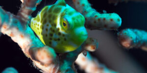 Juvenile Paraluteres prionurus aka Mimic Filefish in branches of a gorgonian from Manado Coast of Sulawesi, Indonesia