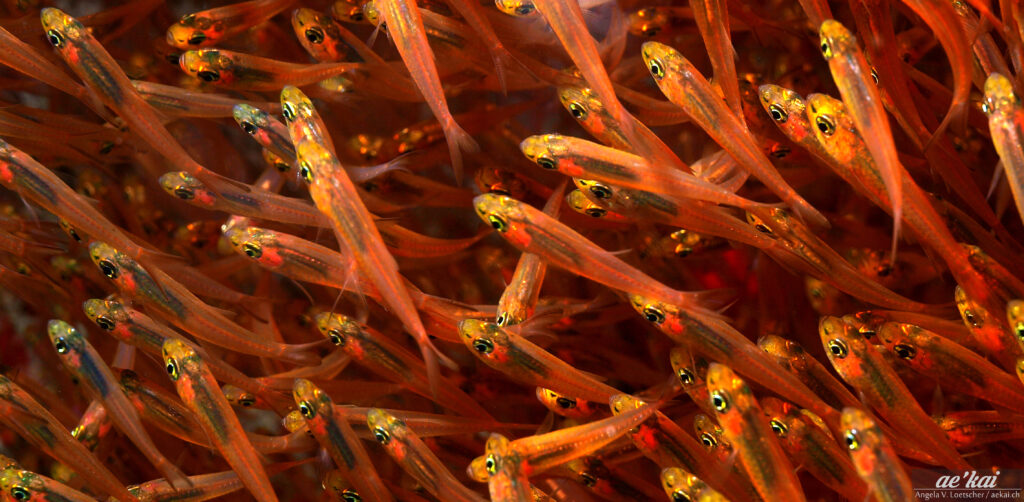Schooling Slender Sweeper (Parapriacanthus guentheri), from Red Sea.