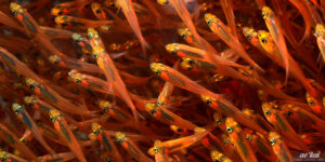 Schooling Slender Sweeper (Parapriacanthus guentheri), from Red Sea.