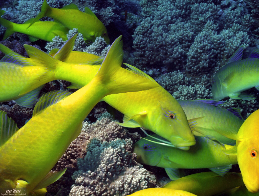 Blue Goatfish (Parupeneus cyclostomus) in yellow coloration searching for food in the Red Sea.