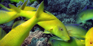 Blue Goatfish (Parupeneus cyclostomus) in yellow coloration searching for food in the Red Sea.
